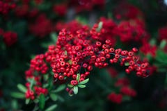 Mohave Pyracantha Firethorn - κόκκινος πράσινος θάμνος μούρων στοκ εικόνες Mohave Pyracantha Firethorn - κόκκινος πράσινος θάμνος μούρων στοκ εικόνες