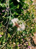 Mohnblumenblume mit Anlagen im Hintergrund lizenzfreies stockbild Mohnblumenblume mit Anlagen im Hintergrund lizenzfreies stockbild