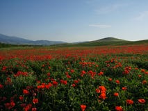 Mohnblumenfelder nahe Pienza unter den blauen Himmeln Stockbild Mohnblumenfelder nahe Pienza unter den blauen Himmeln Stockbild