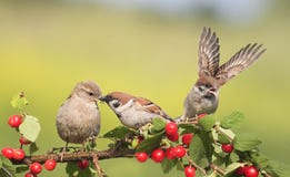 Moineaux d'oiseaux se reposant sur une branche avec la cerise de baies photos libres de droits Moineaux d'oiseaux se reposant sur une branche avec la cerise de baies photos libres de droits