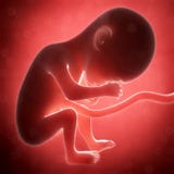 Résultat de recherche d'images pour "foetus humain"