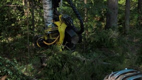 Moissonneuse fonctionnant dans une forêt Moissonneuse fonctionnant dans une forêt