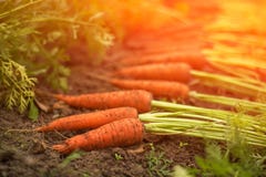 Moissonnez les carottes organiques fraîches dehors dans le jardin au soleil Photo stock Moissonnez les carottes organiques fraîches dehors dans le jardin au soleil Photo stock
