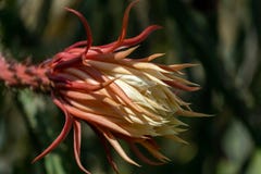 Moitié de reine ouverte de la fleur de grandiflorus de Selenicereus de nuit en journée photographie stock Moitié de reine ouverte de la fleur de grandiflorus de Selenicereus de nuit en journée photographie stock