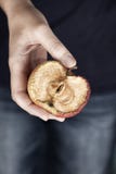 Moitié de vieille pomme putréfiée photos stock Moitié de vieille pomme putréfiée photos stock