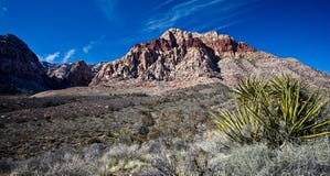 Mojave Desert Stock Images