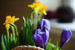 A mola floresce o açafrão violeta e o narciso amarelo em um close-up da cesta imagem de stock A mola floresce o açafrão violeta e o narciso amarelo em um close-up da cesta imagem de stock