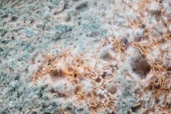 Mold, organic texture - rotten bread close up stock images Mold, organic texture - rotten bread close up stock images