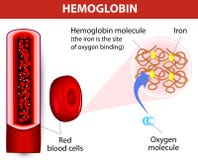 Molecule haemoglobin stock illustration Molecule haemoglobin stock illustration
