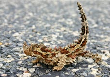 Moloch Horridus Aka Thorny Devil Royalty Free Stock Photo Moloch Horridus Aka Thorny Devil Royalty Free Stock Photo