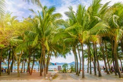 Molte belle alte palme si sviluppano vicino, palme di aleya, isola tropicale ed i bei alberi diventano il cielo l'asia Immagine Stock Molte belle alte palme si sviluppano vicino, palme di aleya, isola tropicale ed i bei alberi diventano il cielo l'asia Immagine Stock