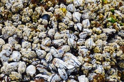 Molte cozze in tensione sulla struttura grafica della forma della roccia fotografie stock libere da diritti Molte cozze in tensione sulla struttura grafica della forma della roccia fotografie stock libere da diritti