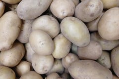 Molte patate Il giovane, nuovo raccolto fotografie stock Molte patate Il giovane, nuovo raccolto fotografie stock