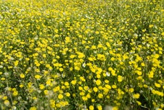 Molti fiori selvaggi gialli sul campo Fotografia Stock Libera da Diritti Molti fiori selvaggi gialli sul campo Fotografia Stock Libera da Diritti