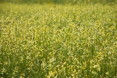 Molti fiori selvaggi gialli sul campo Fotografia Stock Libera da Diritti Molti fiori selvaggi gialli sul campo Fotografia Stock Libera da Diritti