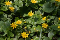 Molti piccoli fiori gialli nella foresta, fiori della foresta della molla sui precedenti delle foglie verdi immagini stock Molti piccoli fiori gialli nella foresta, fiori della foresta della molla sui precedenti delle foglie verdi immagini stock