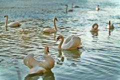 Moltitudine di cigni bianchi che nuotano sul lago, uno messo a fuoco immagini stock libere da diritti Moltitudine di cigni bianchi che nuotano sul lago, uno messo a fuoco immagini stock libere da diritti