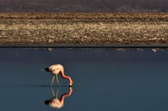 Moltitudine di fenicotteri in peperoncino rosso dell'Atacama fotografie stock Moltitudine di fenicotteri in peperoncino rosso dell'Atacama fotografie stock