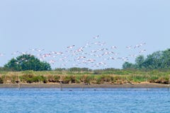 Moltitudine di fenicotteri rosa Laguna del Po Fotografia Stock Libera da Diritti Moltitudine di fenicotteri rosa Laguna del Po Fotografia Stock Libera da Diritti
