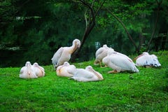 moltitudine di grandi pellicani bianchi che riposano sulla riva fotografia stock moltitudine di grandi pellicani bianchi che riposano sulla riva fotografia stock