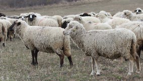 Moltitudine di pecore Moltitudine di pecore