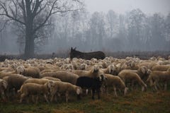 Moltitudine di pecore che pascono nella caduta Fotografie Stock Moltitudine di pecore che pascono nella caduta Fotografie Stock