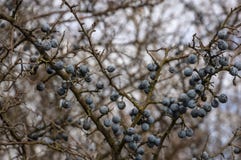 Molto prunus spinosa del prugnolo o bacche blu della prugnola sul vecchio ramo sul bokeh piacevole fotografie stock Molto prunus spinosa del prugnolo o bacche blu della prugnola sul vecchio ramo sul bokeh piacevole fotografie stock