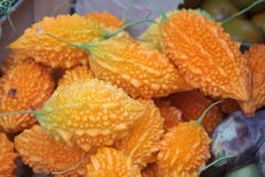 Momordica Fruta exótica Planta tropical Melão amargo maduro fotografia de stock Momordica Fruta exótica Planta tropical Melão amargo maduro fotografia de stock
