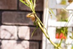 Monarca Caterpillar en una rama en el jardín fotos de archivo libres de regalías Monarca Caterpillar en una rama en el jardín fotos de archivo libres de regalías