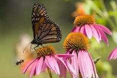 Monarch-Basisrecheneinheit und Biene stockfotografie Monarch-Basisrecheneinheit und Biene stockfotografie
