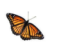 Monarch butterfly
