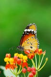 Monarch Butterfly Stock Images