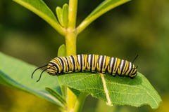 Monarch Butterfly Caterpillar.