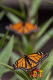 Monarch Butterfly (Danaus Plexippus) Stock Photos Monarch Butterfly (Danaus Plexippus) Stock Photos