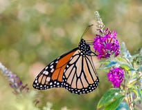Monarch Butterfly Underside Royalty Free Stock Photos - Image: 18264998