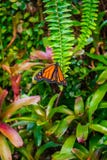 Monarch butterfly, Danaus plexxipus on an green fern stock photos Monarch butterfly, Danaus plexxipus on an green fern stock photos