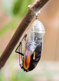 Monarch Butterfly Emerging From Chrysalis Stock Photography Monarch Butterfly Emerging From Chrysalis Stock Photography