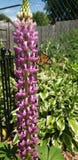 Monarch butterfly on a lupine stock photo Monarch butterfly on a lupine stock photo