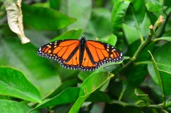 Monarch Butterfly royalty free stock photography Monarch Butterfly royalty free stock photography