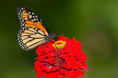 Monarch Butterfly royalty free stock image Monarch Butterfly royalty free stock image