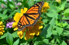 Monarch Butterfly On The Flower Stock Photos Monarch Butterfly On The Flower Stock Photos