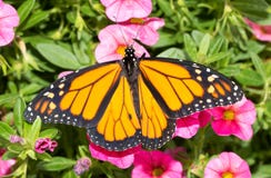 Monarch butterfly on pink Calibrachoa blooms royalty free stock images Monarch butterfly on pink Calibrachoa blooms royalty free stock images