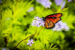Monarch Butterfly on a Purple Flower
