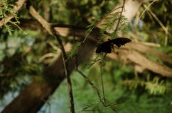 A monarch butterfly on the right side, on the stick of a tree with green leaves royalty free stock images A monarch butterfly on the right side, on the stick of a tree with green leaves royalty free stock images