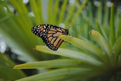 Monarch Butterfly Side Veiw on Plant royalty free stock images Monarch Butterfly Side Veiw on Plant royalty free stock images