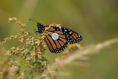 A Monarch butterfly with a tracking tag on a plant feeding. stock photos A Monarch butterfly with a tracking tag on a plant feeding. stock photos