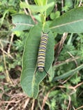 Monarch caterpillar landed on milkweed stock photography Monarch caterpillar landed on milkweed stock photography