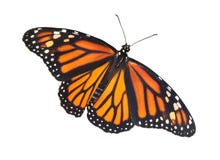 Monarch With Open Wings Stock Images