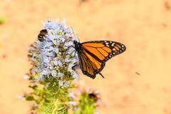 Monarchfalter und mit einem Band versehene Biene auf purpurroter Blume des Echium lizenzfreie stockfotografie Monarchfalter und mit einem Band versehene Biene auf purpurroter Blume des Echium lizenzfreie stockfotografie