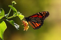 Monarchiczny motyl na kwiacie w świetle słonecznym fotografia stock Monarchiczny motyl na kwiacie w świetle słonecznym fotografia stock